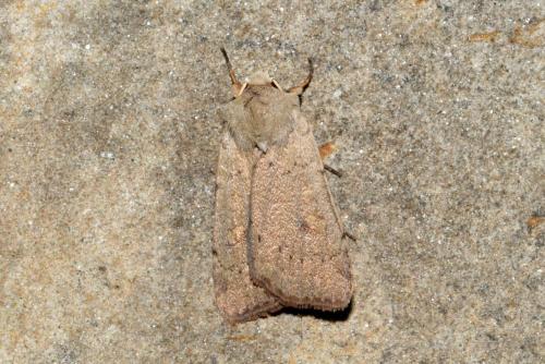 Xestia castanea